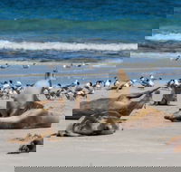 Seal Bay - Accommodation Main Beach
