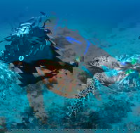 Second Reef Dive Site - Accommodation Main Beach