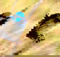 Shepherds Bush - Accommodation Main Beach