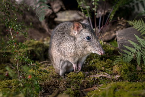 Wildlife Wonders - Accommodation Main Beach 0