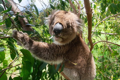 Wildlife Wonders - Accommodation Main Beach 1