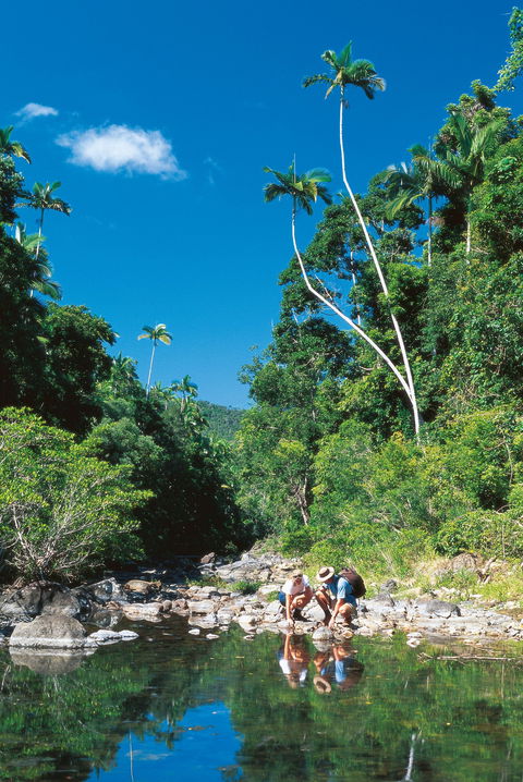 Airlie Beach To Cedar Creek Falls - Accommodation Main Beach 1