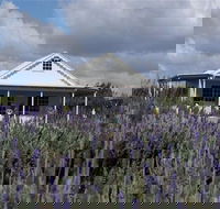 Amandine Lavender - Accommodation Main Beach