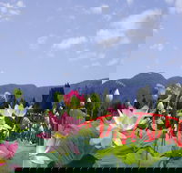 Blue Lotus Water Garden - Accommodation Main Beach