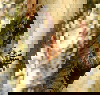 Blue Gum Hills Regional Park - Accommodation Main Beach