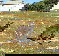Cape Borda Lightstation - Flinders Chase National Park - Accommodation Main Beach