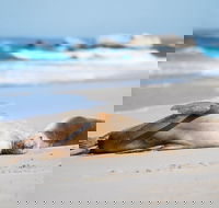 Cape Gantheaume Conservation Park and Wilderness Protection Area - Accommodation Main Beach