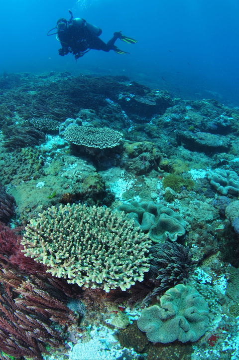 Hanging Rock Dive Site - Accommodation Main Beach 0