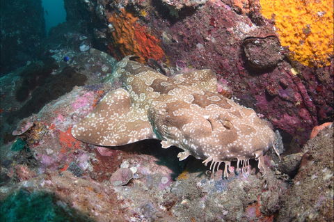 Hanging Rock Dive Site - Accommodation Main Beach 1
