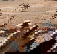 Monarto Safari Park - Accommodation Main Beach