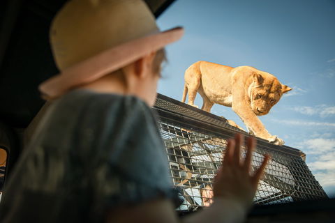Monarto Safari Park - Accommodation Main Beach 2