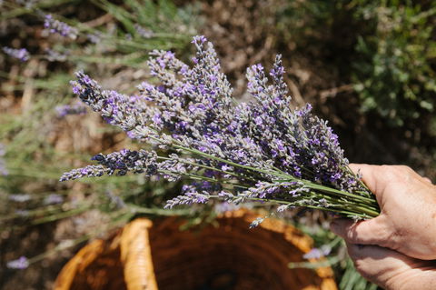 Nannup Lavender Farm - Accommodation Main Beach 2