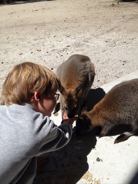 The Patriarch Wildlife Sanctuary - Accommodation Main Beach 1