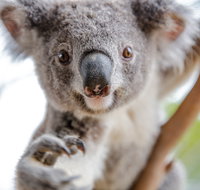 Wild Life Sydney Zoo - Accommodation Main Beach