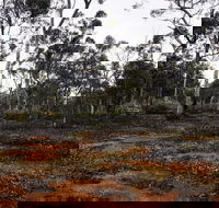 Woylie Walk Dryandra Woodland - Accommodation Main Beach