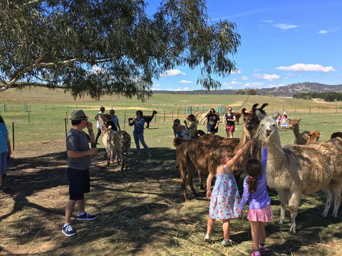 Alpaca Magic Stud - Accommodation Main Beach 0