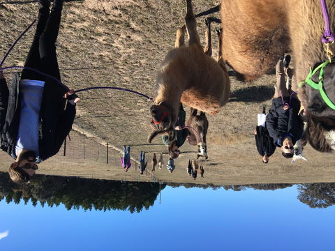 Alpaca Magic Stud - Accommodation Main Beach 1