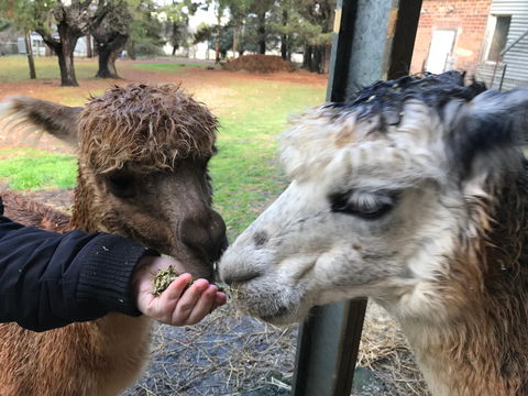 Alpaca Farm Experience At Crookwell - Accommodation Main Beach 0