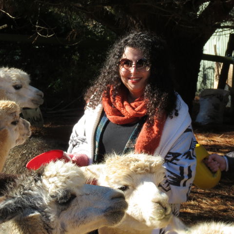Alpaca Farm Experience At Crookwell - Accommodation Main Beach 1