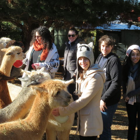 Alpaca Farm Experience At Crookwell - Accommodation Main Beach 2