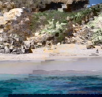 Australian Sea Lions - Accommodation Main Beach