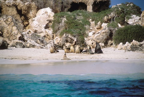 Australian Sea Lions - Accommodation Main Beach 0