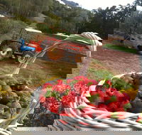 Blue Hills Berries and Cherries - Accommodation Main Beach