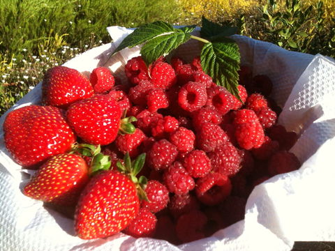 Blue Hills Berries And Cherries - Accommodation Main Beach 1