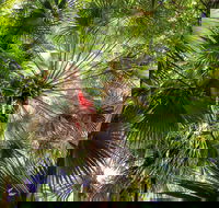Depot Beach Rainforest Walk - Accommodation Main Beach