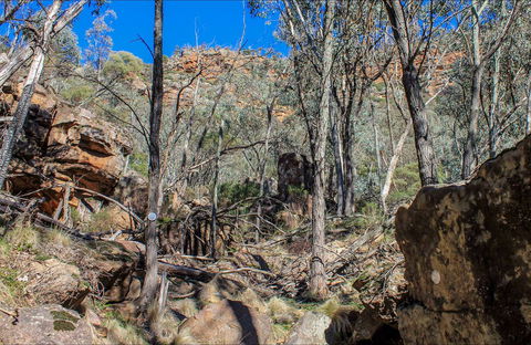 Eualdrie Walking Track - Accommodation Main Beach 0