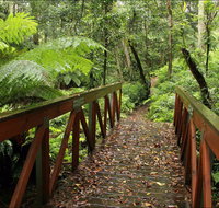 Goodenia Rainforest Walking Track - Accommodation Main Beach