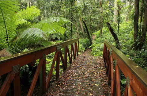 Goodenia Rainforest Walking Track - Accommodation Main Beach 0