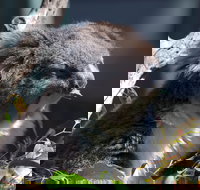 Gorge Wildlife Park - Accommodation Main Beach