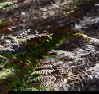 Langwarrin Flora and Fauna Reserve Walking Trails - Accommodation Main Beach