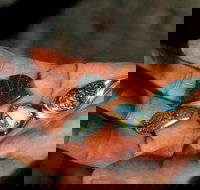 Opalton - Accommodation Main Beach