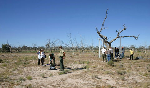 Sturt's Tree Walk - Accommodation Main Beach 0