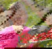 The Super Strawberry - Accommodation Main Beach