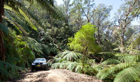Wadbilliga Road Drive - Accommodation Main Beach 0