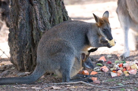 Wirrimbirra Sanctuary - Accommodation Main Beach 0