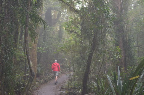 Best Of All Lookout Track, Springbrook National Park - Accommodation Main Beach 1