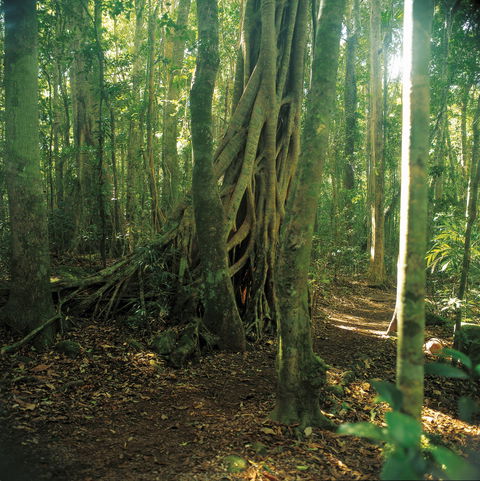 Binna Burra, Lamington National Park - Accommodation Main Beach 1