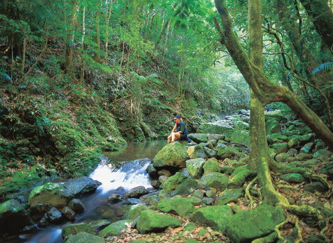 Binna Burra, Lamington National Park - Accommodation Main Beach 2