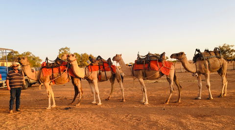 Broken Hill Camels - Accommodation Main Beach 0