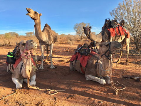 Broken Hill Camels - Accommodation Main Beach 1