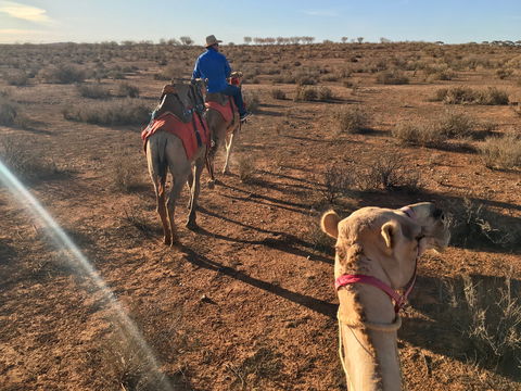 Broken Hill Camels - Accommodation Main Beach 2