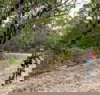 Cawleys Road trail - Accommodation Main Beach
