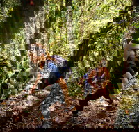 Devils Thumb Manjal Jimalji Trail - Accommodation Main Beach