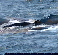 Gerringong Whale Watching Platform - Accommodation Main Beach