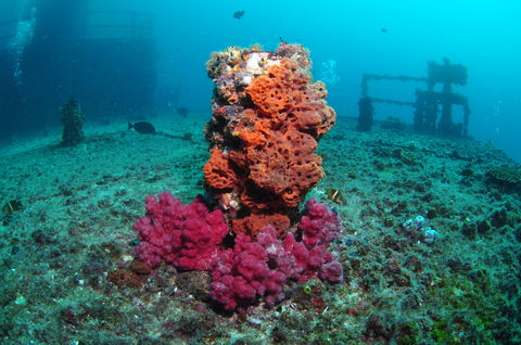 HMAS Brisbane Dive Site - Accommodation Main Beach 0