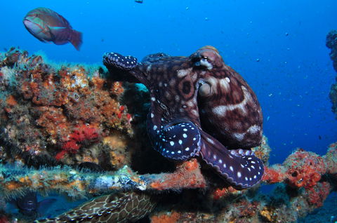 HMAS Brisbane Dive Site - Accommodation Main Beach 2